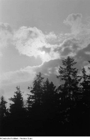 Baumwipfel im Gegenlicht