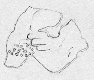 Fragment eines Blechs. Dargestellt ist ein Tier ...