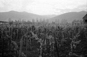 Sigolsheim: Reben