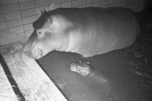 Nachwuchs bei den Nilpferden im Karlsruher Zoo.