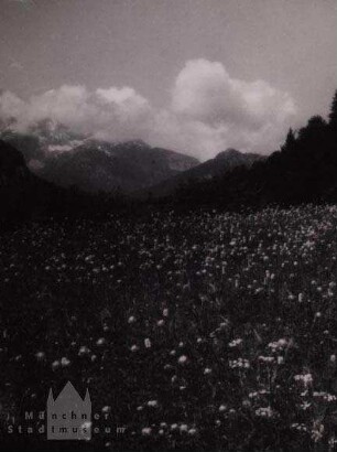 Blühende Bergwiese in den Alpen (?)