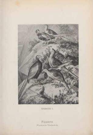 Fasanen (Phasianus Versicolor)