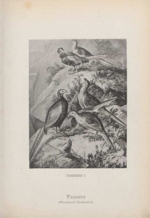 Fasanen (Phasianus Versicolor)