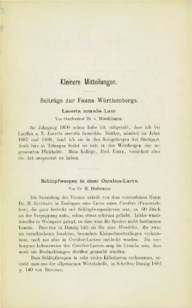 Beiträge zur Fauna Württembergs. Lacerta muralis Laur (v. Nördlinger)