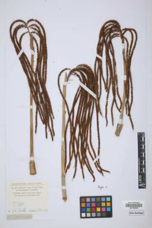 Chamaedorea graminifolia H.Wendl.[type]