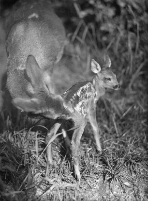 Rehe. Ricke mit Kitz