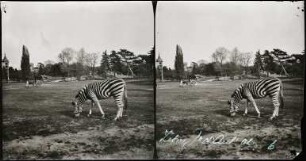Paris. Zebra im Jardin d'Acclimatation