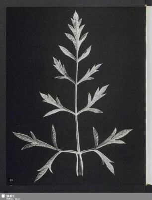 Daucus carota, Blatt der Wilden Möhre