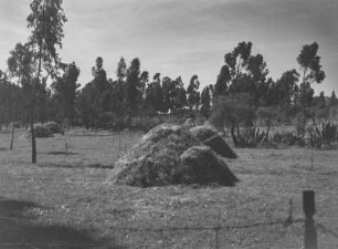 Heuhaufen : Heuhaufen