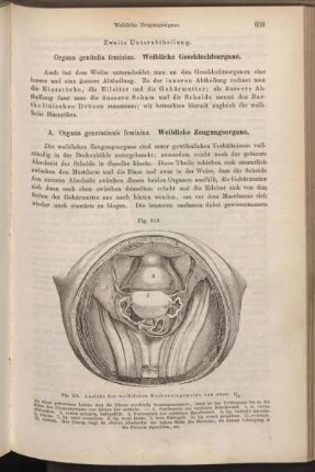 Zweite Unterabtheilung. Organa genitalia feminina. Weibliche Geschlechtsorgane.