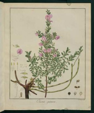 15r, Ononis spinosa