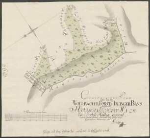 Geometrischer Plan über den im Wollbacher Forst, Hauinger Banns liegenden herrschaftlichen Wald, die Bertels-Halten genant
