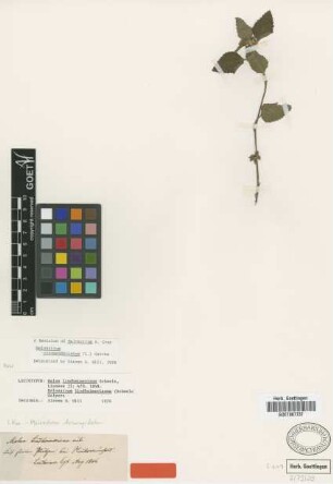 Malvastrum tricuspidatum A.Gray