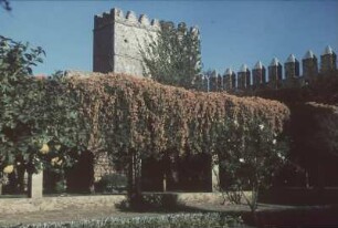 Reisefotos. Burghof mit Orangenbaum und Rosenstock (vielleicht im Mittelmeerraum)