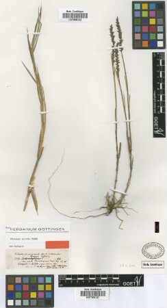 Chusquea spicata Munro [Isosyntype]