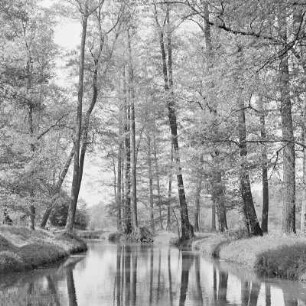 Hochwald in Leipe. : Wysokolěs w Lipjem.