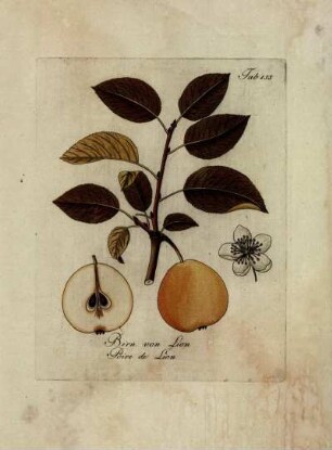 Tab. 155. Birn von Lion [...]