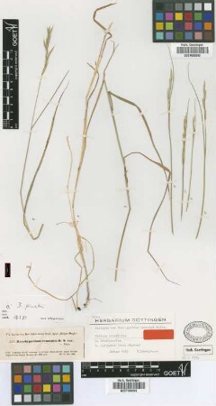 Brachypodium kotschyi Boiss. [isotype]