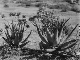 Blühende Aloe : Blühende Aloe-Pflanze bei Senafe