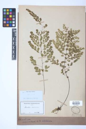 Adiantum concinnum Willd.