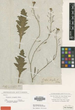 Brassica elongata Ehrh. [type]