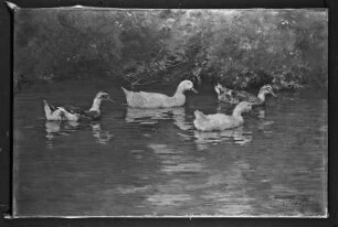 Vier Enten auf dem Wasser