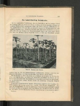 Abb. 88. Papayen und Ananas.