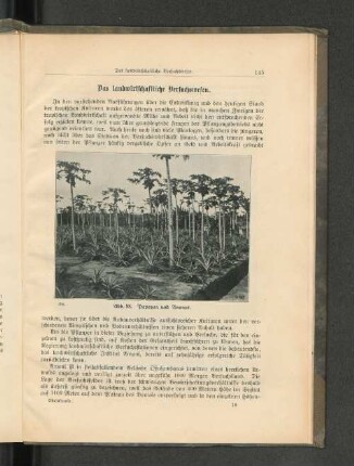 Abb. 88. Papayen und Ananas.