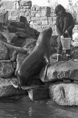 Fütterung der Robben im Karlsruher Zoo.