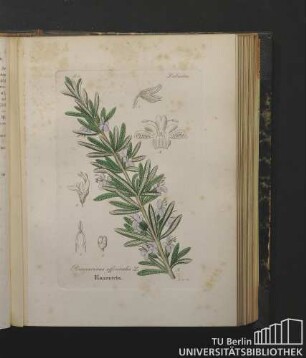Labiatae. Rosmarinus officinalis L. Rosmarin.