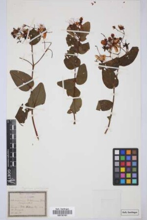 Androsaemum webbianum Spach