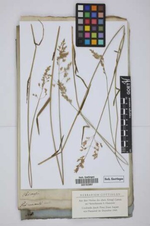 Poa caesia