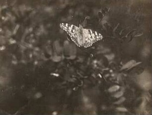 Rochlitzer Berg. Distelfalter (Vanessa cardui; Syn.: Cynthia cardui)