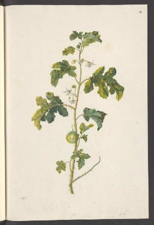 Solanum campechiense, Blatt 18