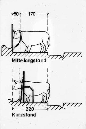 Schemazeichnung: Tierverhalten, Milchviehhaltung, Anbindehaltung