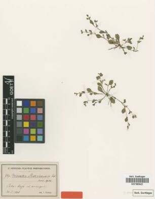 Microtea portoricensis Urb. [type]