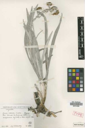 Senecio radiaus Cuatrec. [isotype]