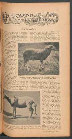 Cría del cordero : El campo y la chacra