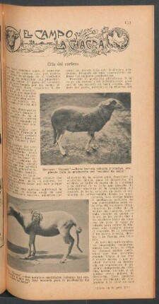 Cría del cordero : El campo y la chacra