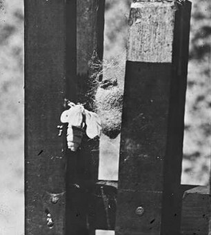 Seidenraupenzucht. Seidenspinner, auch Maulbeerspinner (Bombyx mori) genannt, auf Hölzern. Seitlich ein Seidenkokon