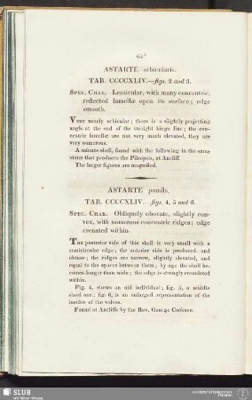 Astarte orbicularis. Tab. CCCCXLIV. - figs. 2 and 3