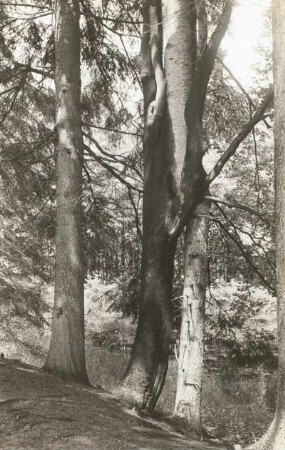 Rotbuche (Fagus sylvatica) und Fichte (Picea silvatica) ineinander verwachsen