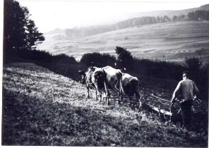 Pflügender Bauer am Stemberg. Holzhausen-Externsteine