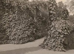Dahlen. Schloßpark. An der Feigenwand