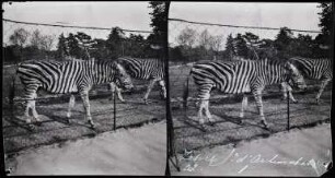 Paris. Zebras im Jardin d'Acclimatation