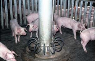 Fotografie: Fütterungstechnik, Futtervorlage, Mastschwein, Trockenfütterungsanlage, Vollspaltenboden