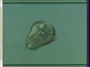 Reproduction and Postembryonic Development of the Annelid Platynereis dumerilii