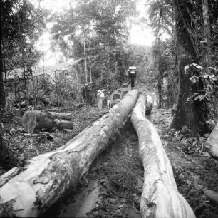 Holzfäller : Holzfäller zerlegen Edelholzstämme um sie zum Mbini River zu transportieren.