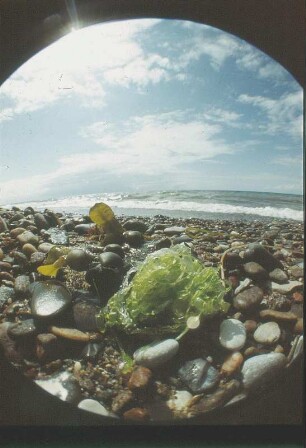 Ahrenshoop. Kiesel, Algen und Muscheln am Strand durch Fisheye-Objektiv