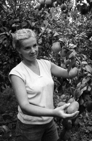 Birnenernte bei der Landwirtschaftlichen Untersuchungs- und Forschungsanstalt Augustenberg